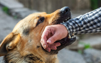 Three Ways to Prevent Dog Bites